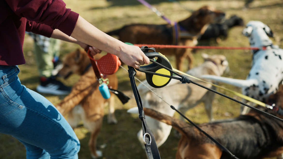 The scoop on dog leashes