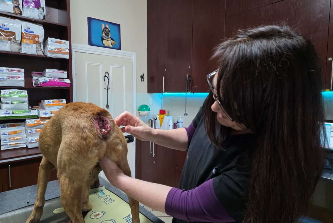 Emergency and  Critical Care