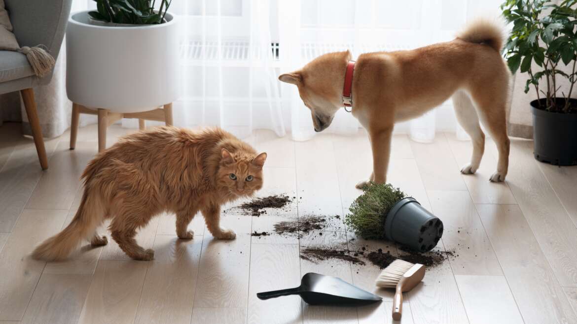 The 20 strangest things consumed by pets