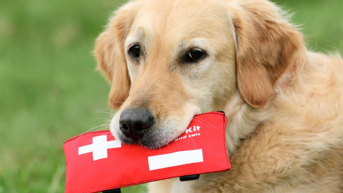 First Aid Tips for Pet Owners