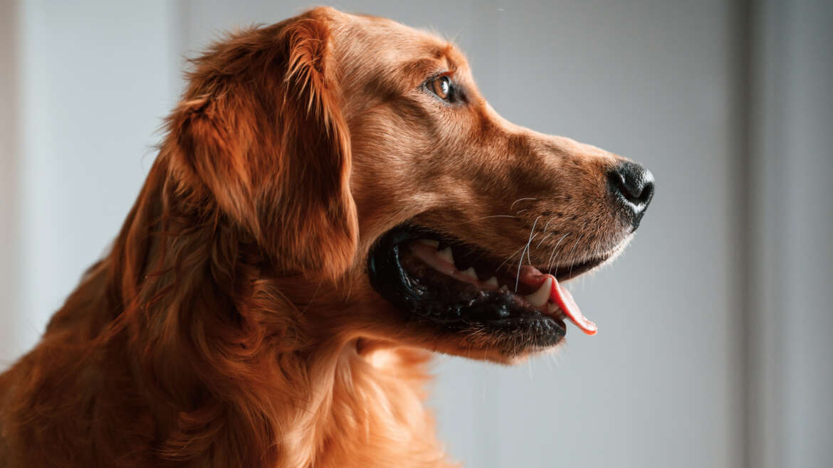 Dog genes give insight into human brain tumors