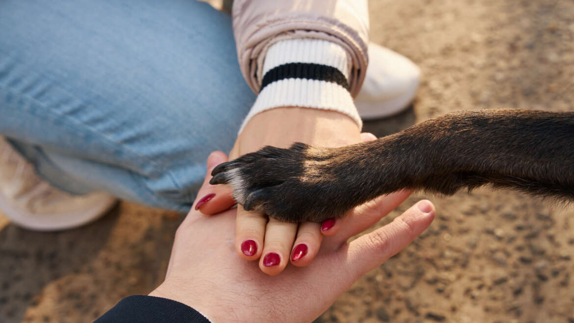 Dog Paws and Why they Don’t Get Cold Feet