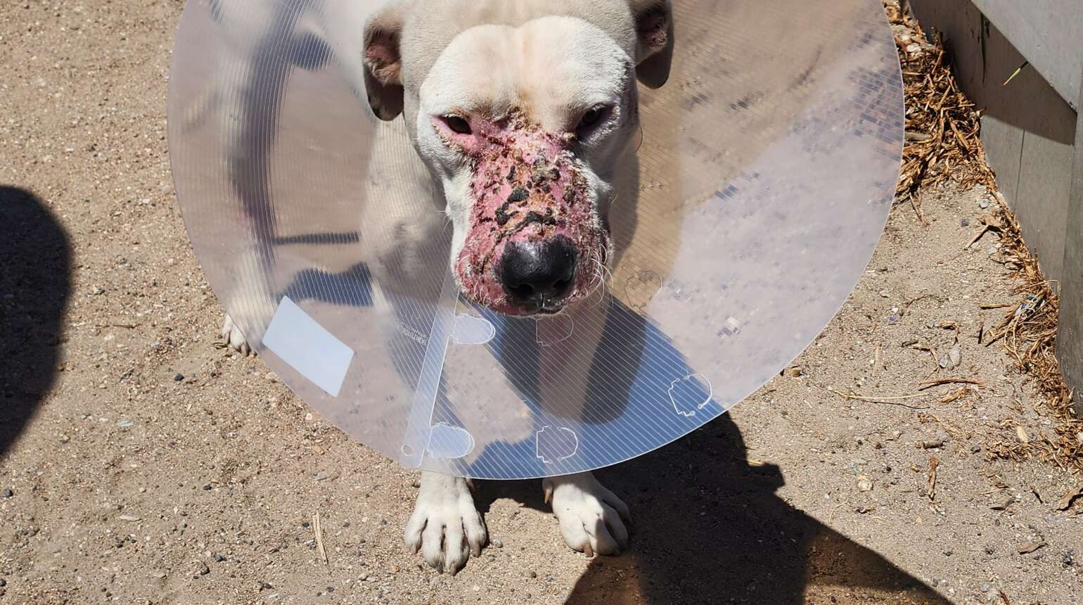 Emergency and  Critical Care